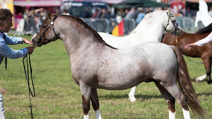 Dag voor bijzondere pony en paardenrassen Landbouwleven